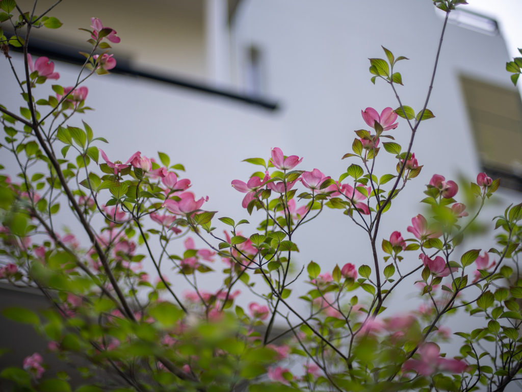 薄紅色たち