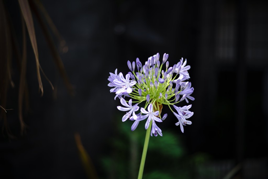 花火のように