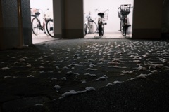 ユキ ツモル ナイ