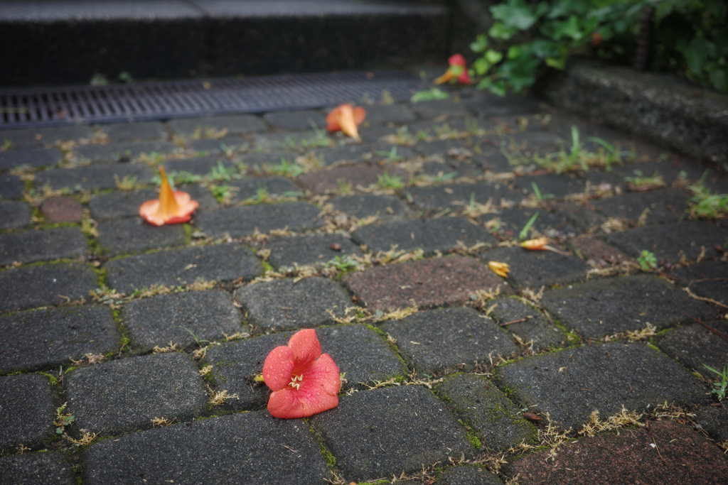 落ちて咲く