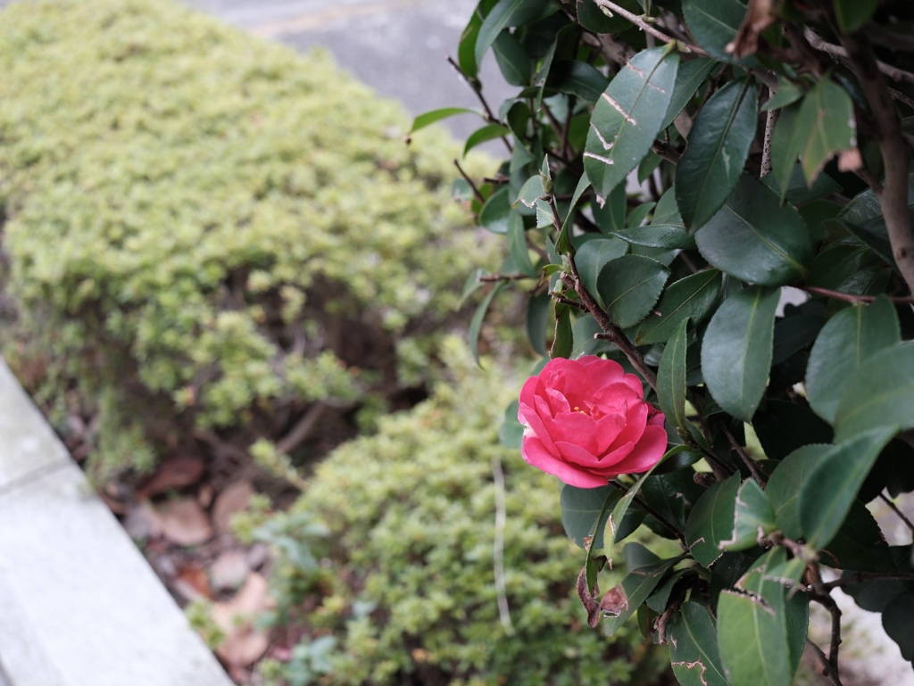 さざんかさざんか咲いた道