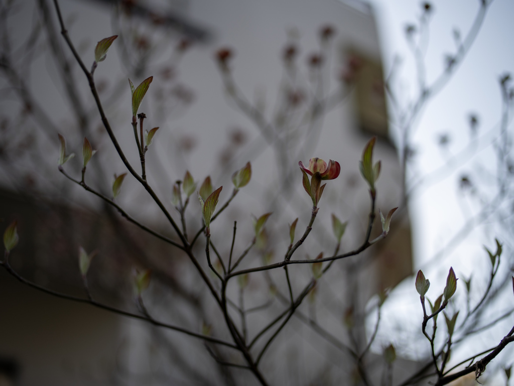 薄紅色の