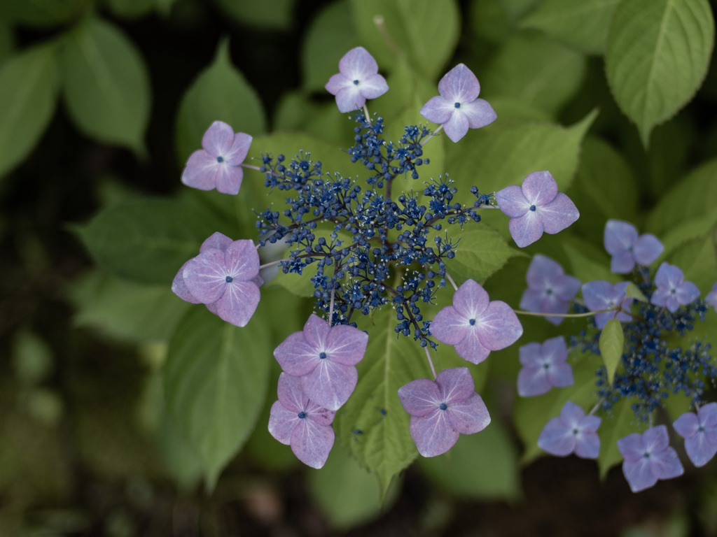 紫陽花