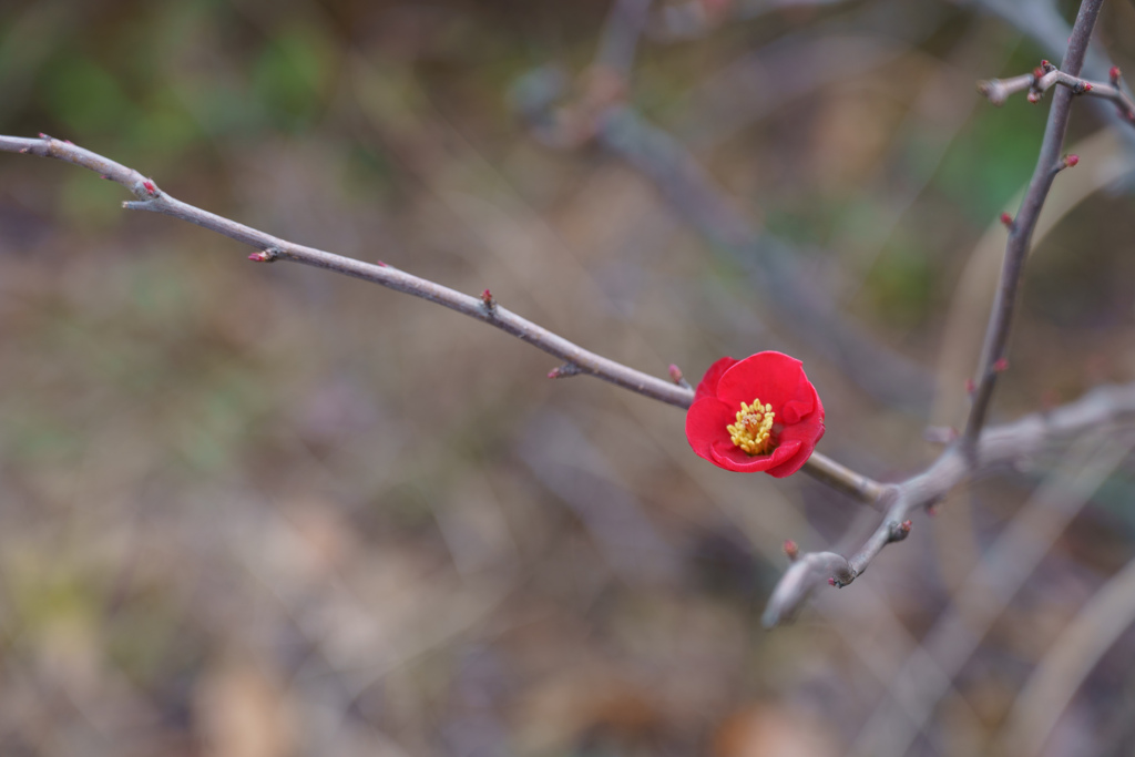 ○○に一つだけの花