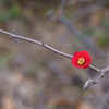 ○○に一つだけの花