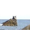 1997 佐渡の夏休み