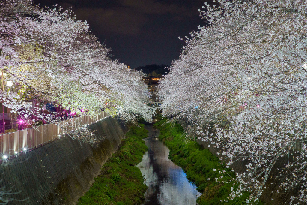 桜のライトアップ2025