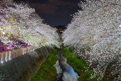 桜のライトアップ2025