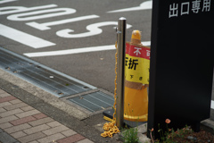 黄色コーデ