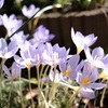 11月のクロッカス