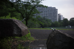 求愛