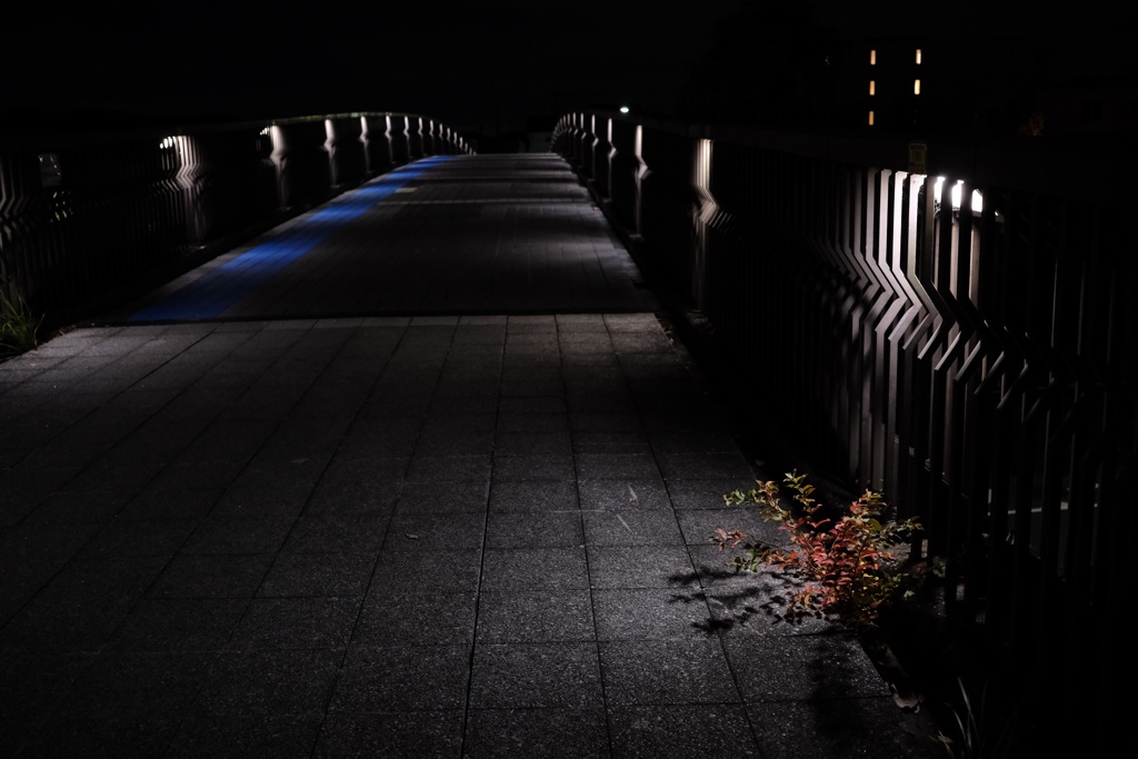 歩道橋の花