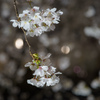桜のクローズアップ2025