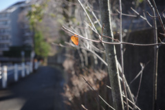 紅一点