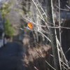 紅一点