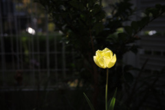 光り咲く