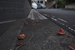 秋の落とし物