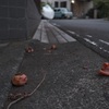 秋の落とし物