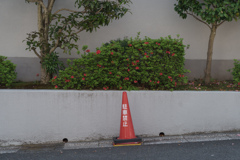 赤の共演