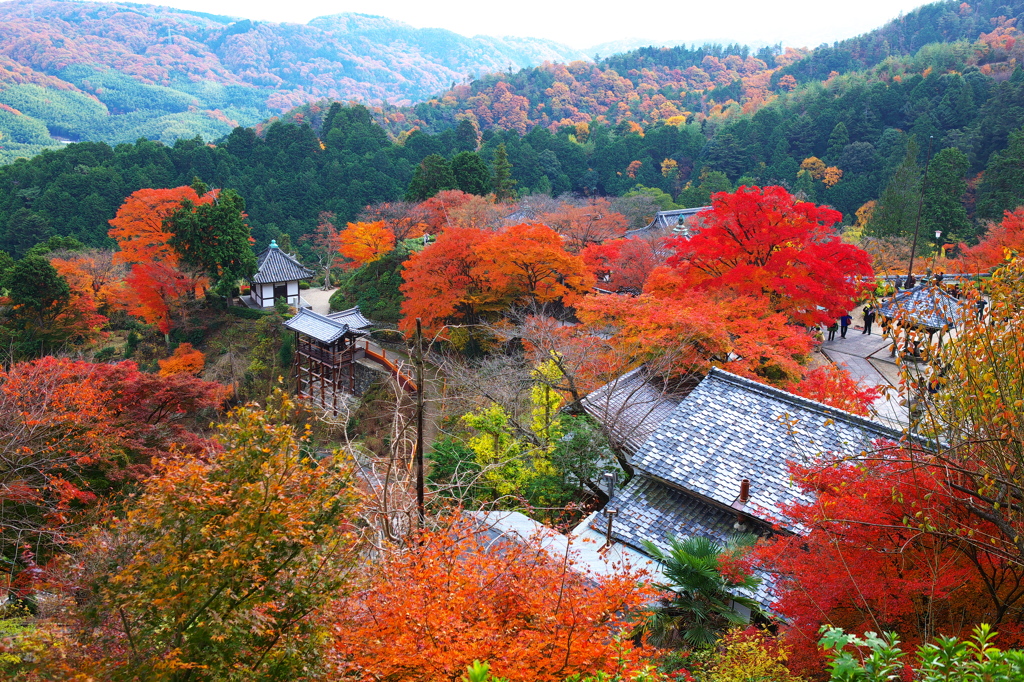 善峯寺境内の紅葉
