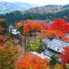 善峯寺境内の紅葉
