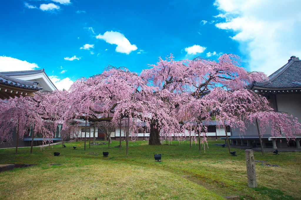醍醐寺霊宝館の枝垂桜