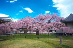 醍醐寺霊宝館の枝垂桜