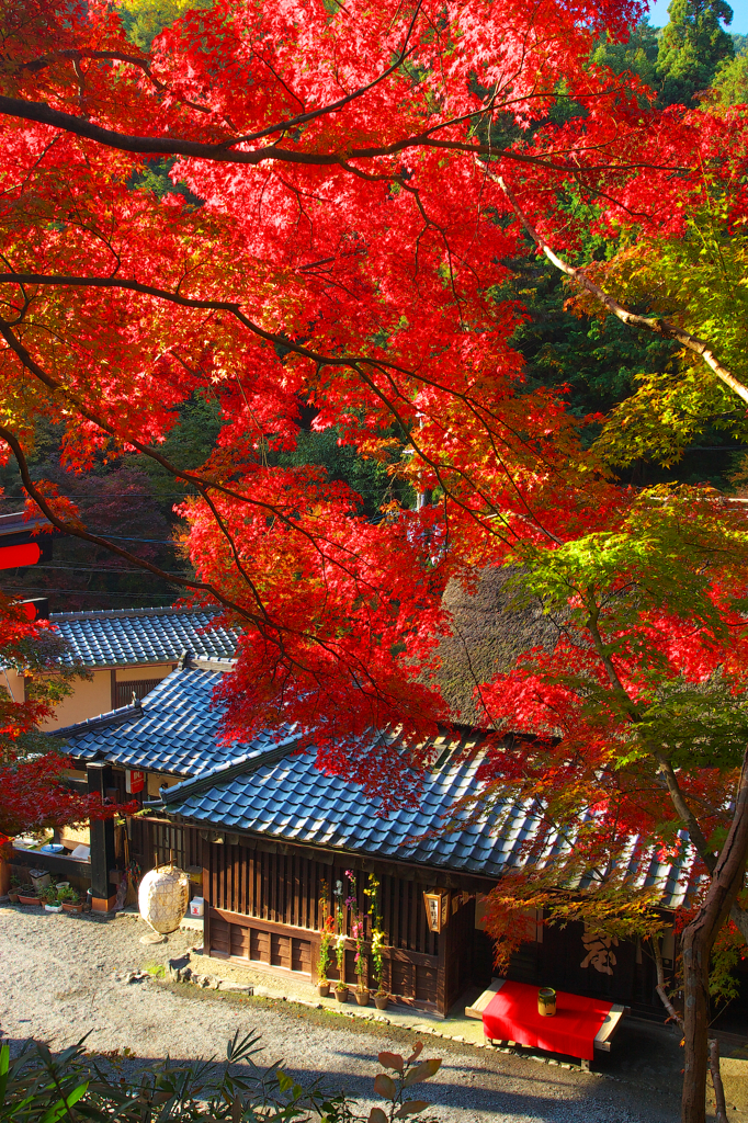 茶屋と紅葉