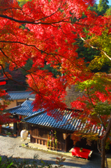 茶屋と紅葉