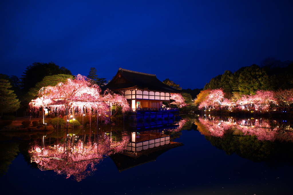 平安神宮の夜桜