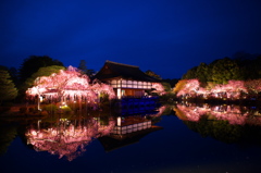 平安神宮の夜桜