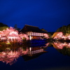平安神宮の夜桜
