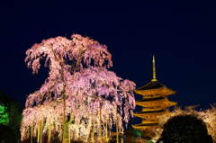 東寺の枝垂桜