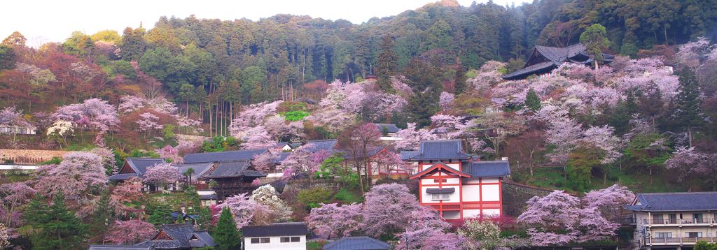 長谷寺一望
