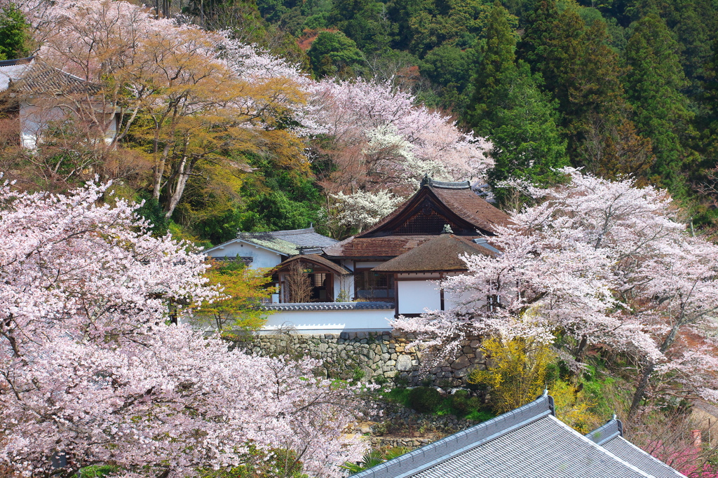 春の庵