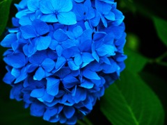 青紫陽花