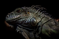 IGUANA