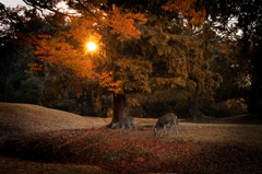NOVEMBER