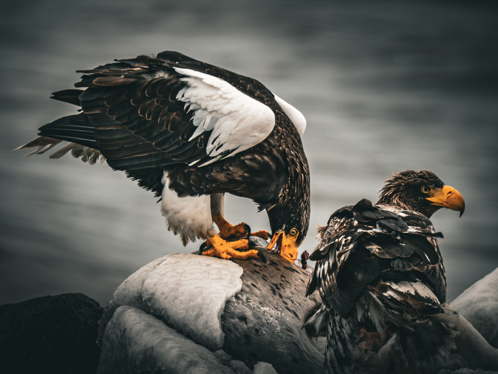 Predators