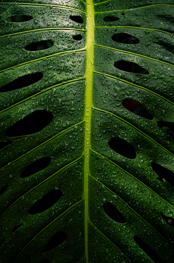 Monstera Swiss cheese plant