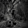Giant tree