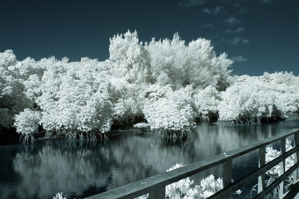 Mangrove