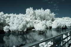 Mangrove