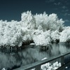 Mangrove