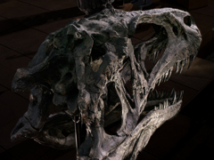 アクロカントサウルス・アトケンシス