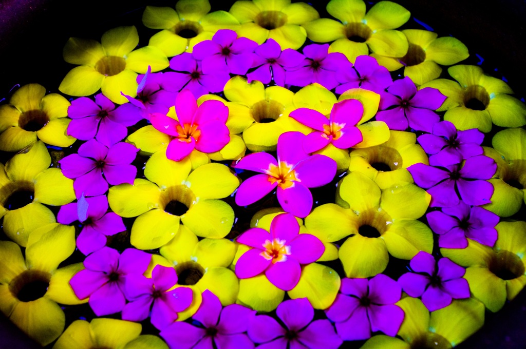 花びら遊泳