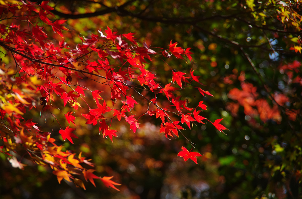 11月京都嵐山