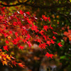 11月京都嵐山