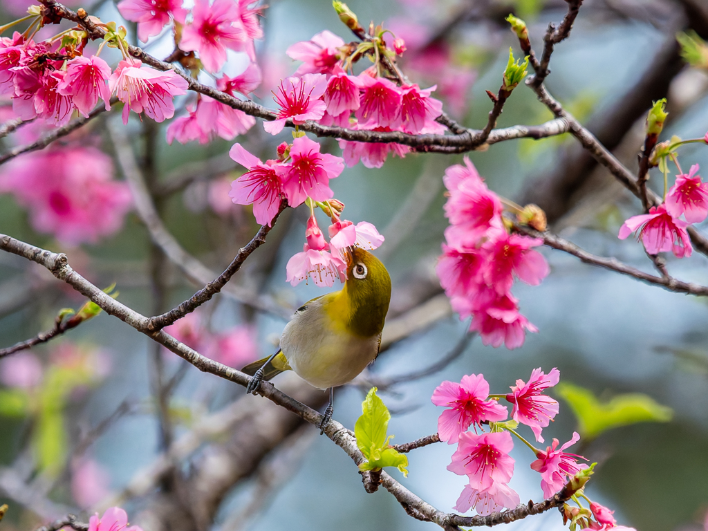 サクラ咲きメジロ鳴く