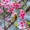 サクラ咲きメジロ鳴く